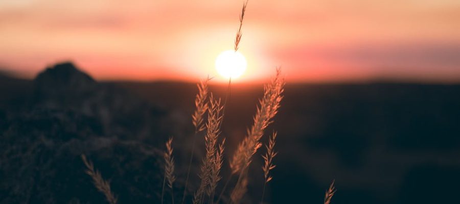 Summer Waking [poem #396]