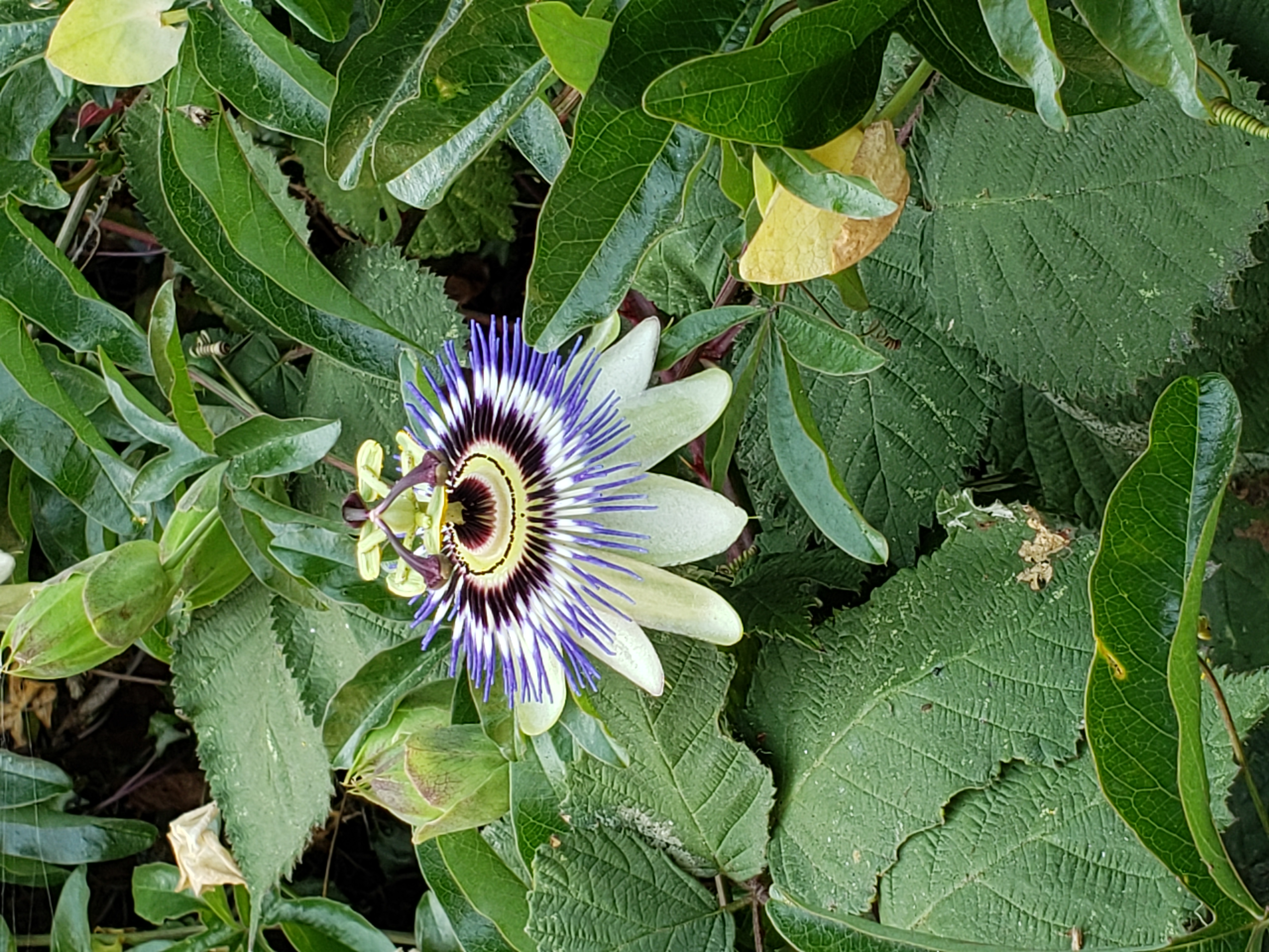 Weird Flower [a poem]