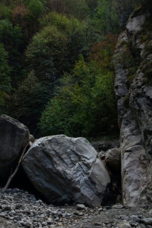 Creature in the Forest (Part 4)